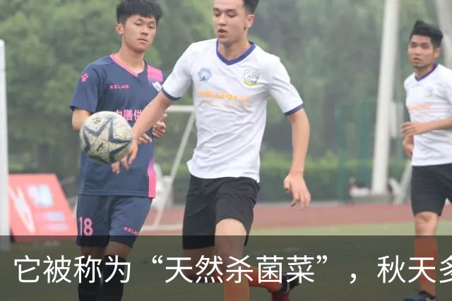 它被称为“天然杀菌菜”，秋天多吃，一预防感冒 ，二健脾开胃促消化